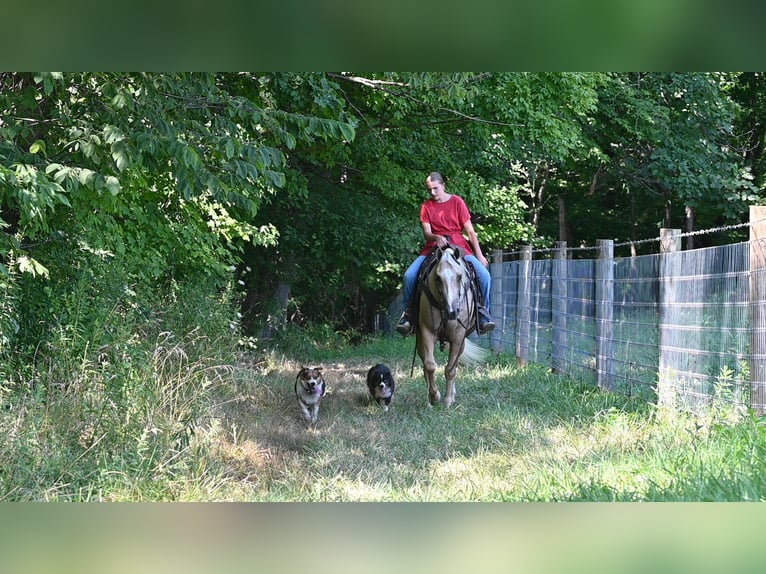 Quarter horse américain Hongre 5 Ans 152 cm Palomino in Millersburg