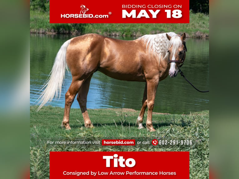 Quarter horse américain Hongre 5 Ans 152 cm Palomino in Stephenville