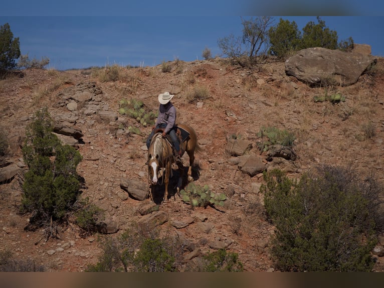 Quarter horse américain Hongre 5 Ans 152 cm Palomino in Canyon, TX