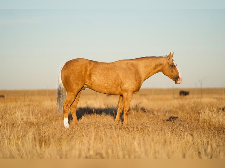 Quarter horse américain Hongre 5 Ans 152 cm Palomino in Canyon, TX