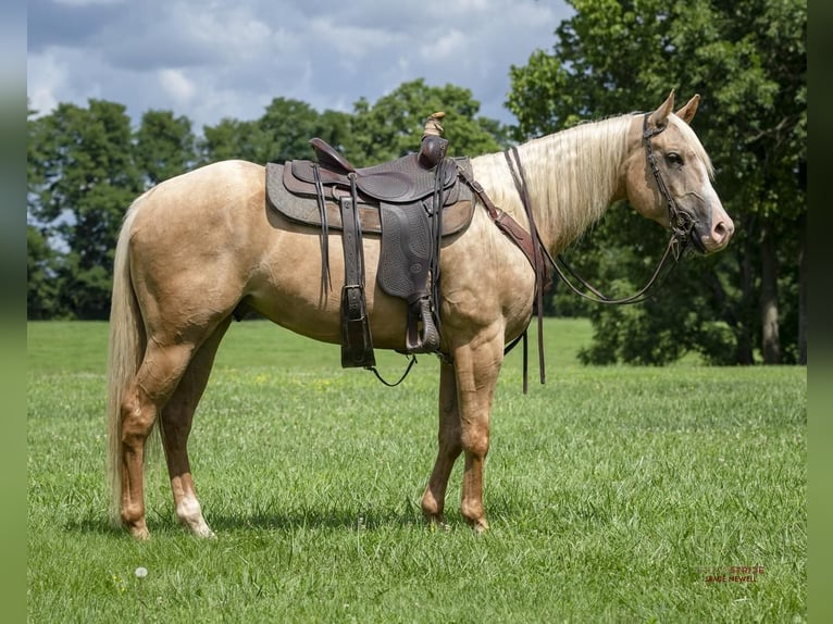Quarter horse américain Hongre 5 Ans 152 cm Palomino in Midway, KY