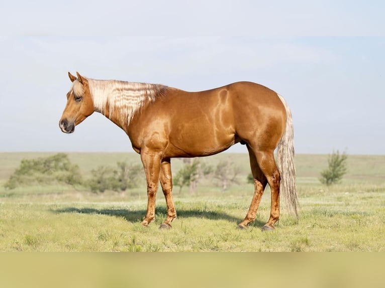 Quarter horse américain Hongre 5 Ans 152 cm Palomino in Waco, TX