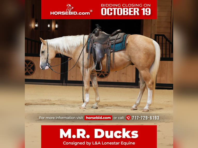 Quarter horse américain Hongre 5 Ans 152 cm Palomino in Needmore