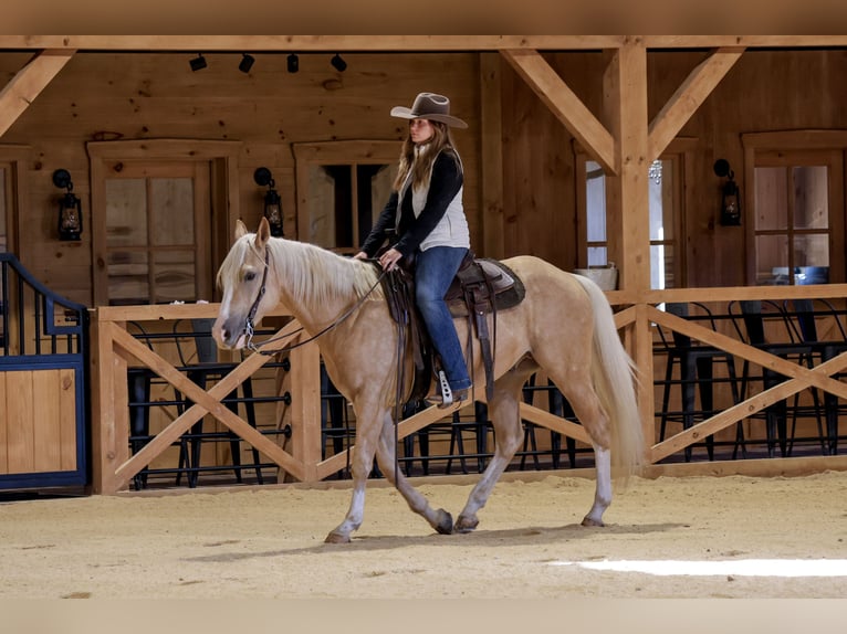 Quarter horse américain Hongre 5 Ans 152 cm Palomino in Needmore
