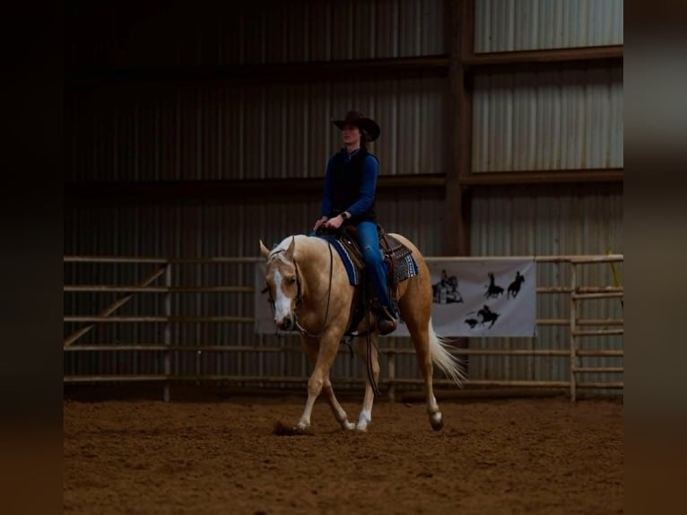 Quarter horse américain Hongre 5 Ans 152 cm Palomino in Indian