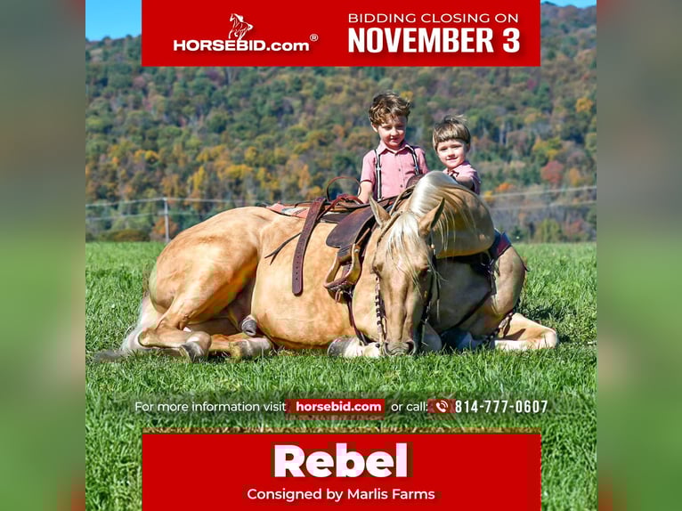 Quarter horse américain Hongre 5 Ans 152 cm Palomino in Rebersburg