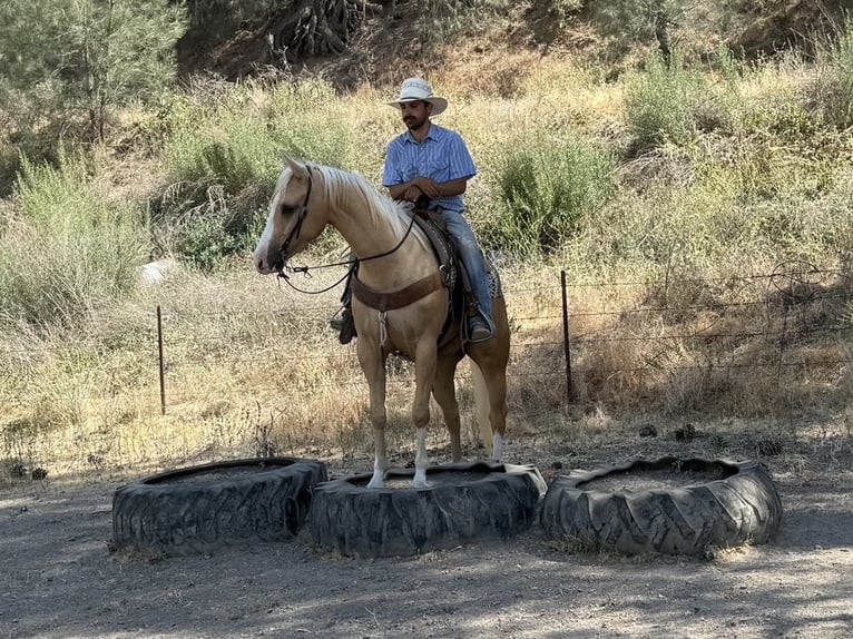 Quarter horse américain Hongre 5 Ans 152 cm Palomino in Paicines CA