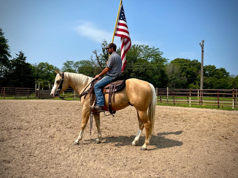 Quarter horse américain Hongre 5 Ans 152 cm Palomino in Shobonier IL