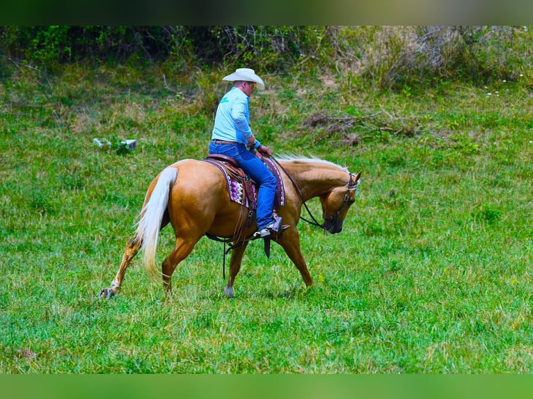 Quarter horse américain Hongre 5 Ans 152 cm Palomino in Wooster, OH