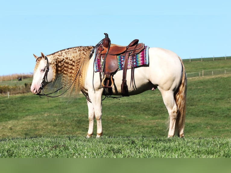 Quarter horse américain Hongre 5 Ans 152 cm Perlino in Millersburg