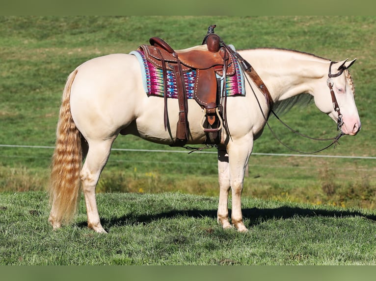 Quarter horse américain Hongre 5 Ans 152 cm Perlino in Millersburg