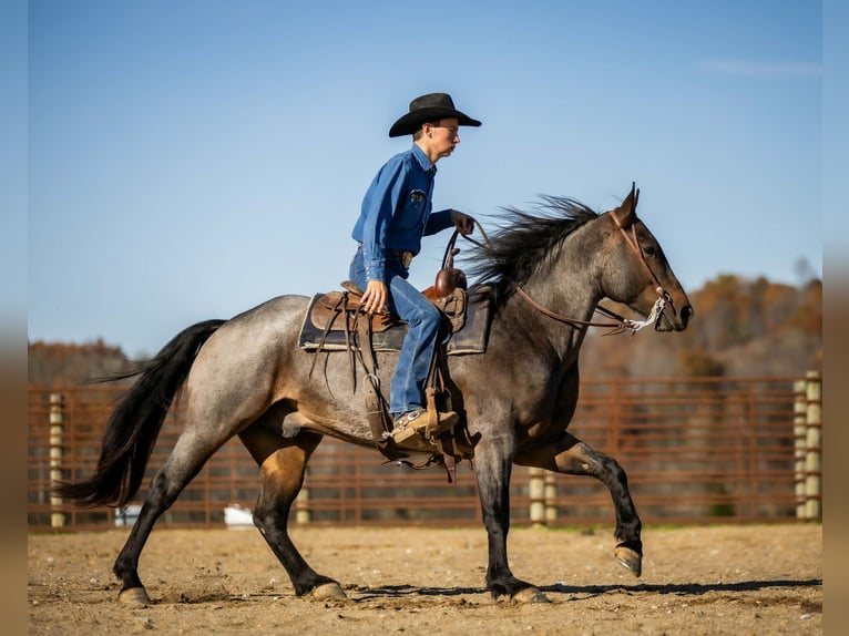 Quarter horse américain Hongre 5 Ans 152 cm Roan-Bay in Auburn