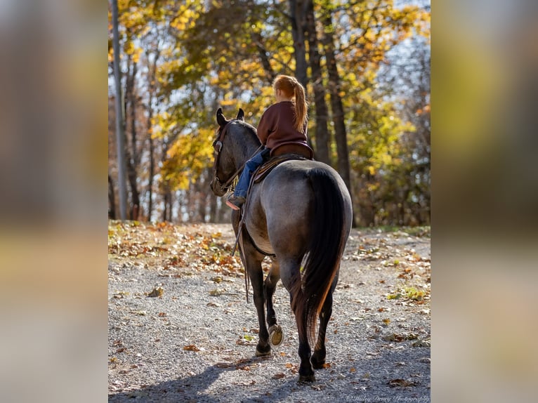 Quarter horse américain Hongre 5 Ans 152 cm Roan-Bay in Auburn