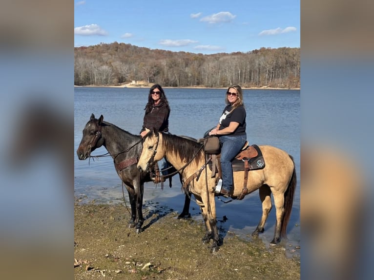 Quarter horse américain Hongre 5 Ans 152 cm Roan-Bay in Auburn