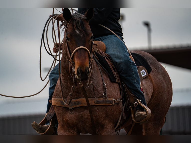 Quarter horse américain Hongre 5 Ans 152 cm Roan-Bay in Canyon