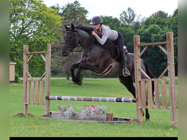 Quarter horse américain Hongre 5 Ans 152 cm Rouan Bleu in Howell