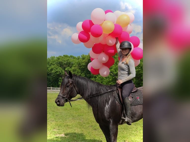 Quarter horse américain Hongre 5 Ans 152 cm Rouan Bleu in Howell