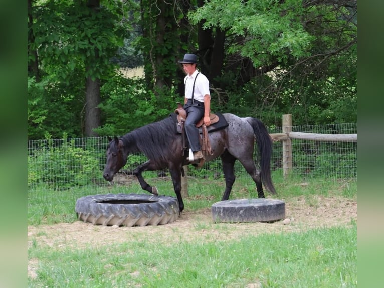 Quarter horse américain Hongre 5 Ans 152 cm Rouan Bleu in Howell
