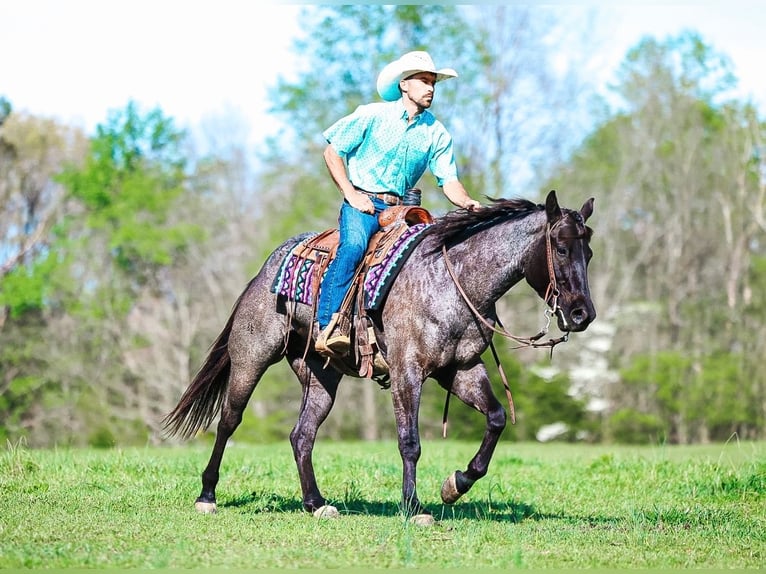 Quarter horse américain Hongre 5 Ans 152 cm Rouan Bleu in Lyles