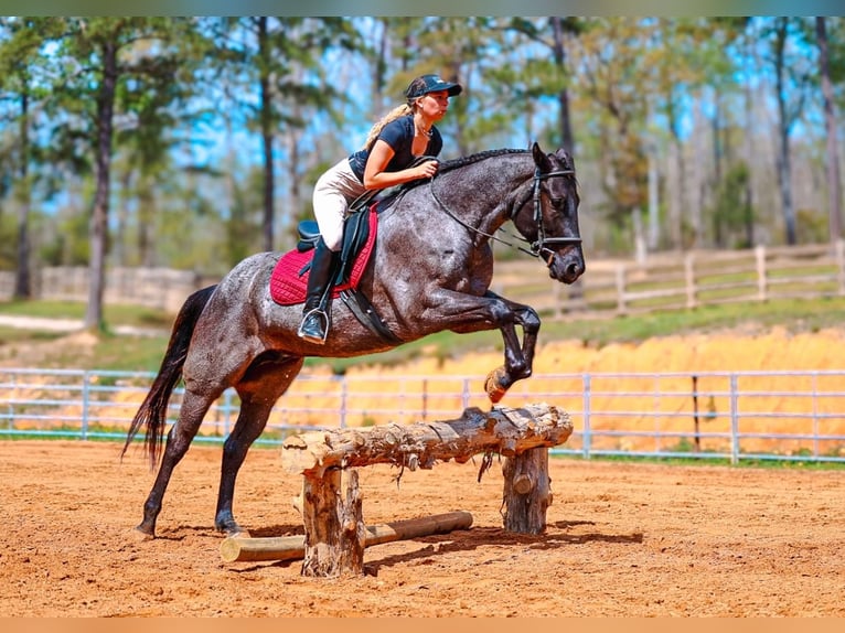 Quarter horse américain Hongre 5 Ans 152 cm Rouan Bleu in Lyles
