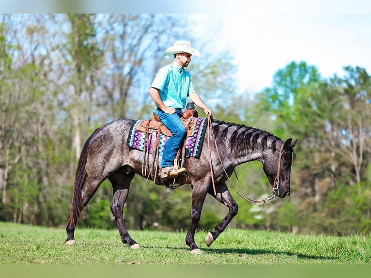 Quarter horse américain Hongre 5 Ans 152 cm Rouan Bleu in Lyles