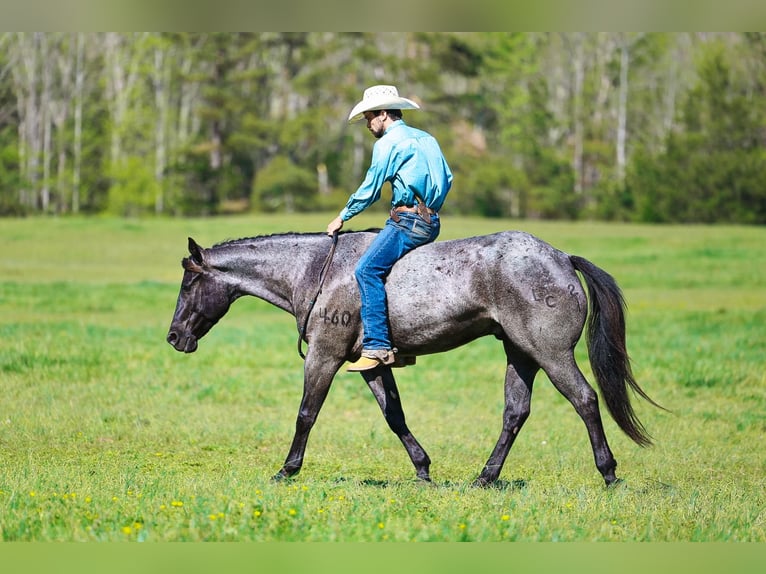 Quarter horse américain Hongre 5 Ans 152 cm Rouan Bleu in Lyles