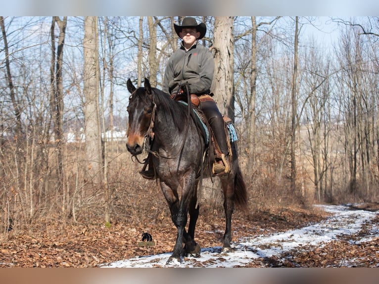 Quarter horse américain Hongre 5 Ans 152 cm Rouan Bleu in Fredericksburg