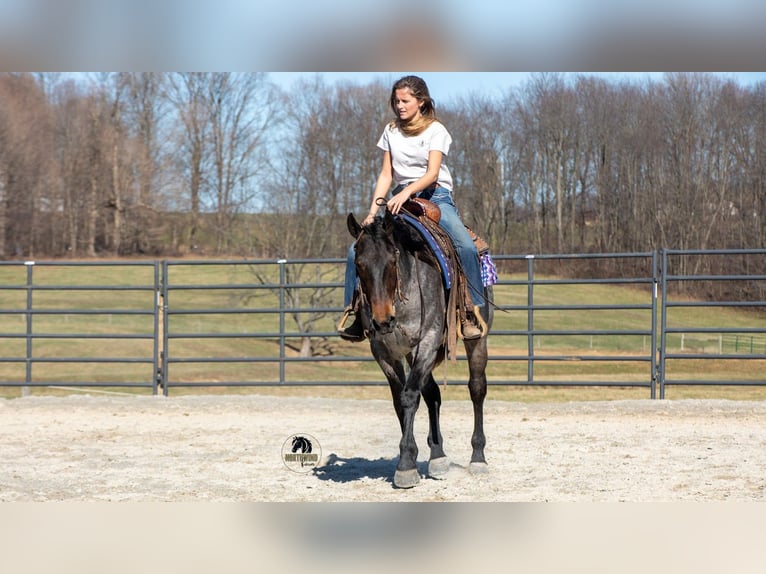 Quarter horse américain Hongre 5 Ans 152 cm Rouan Bleu in Fredericksburg