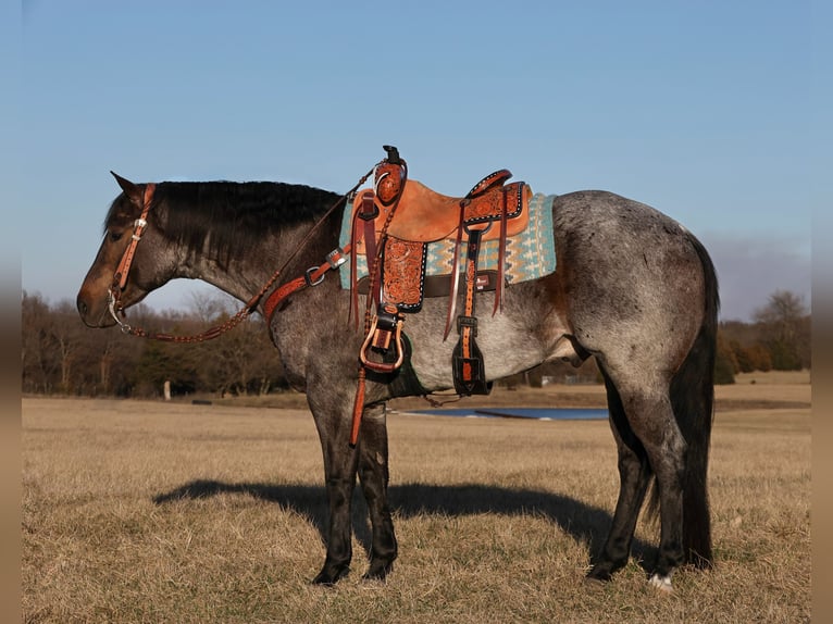 Quarter horse américain Hongre 5 Ans 152 cm Rouan Bleu in Buffalo