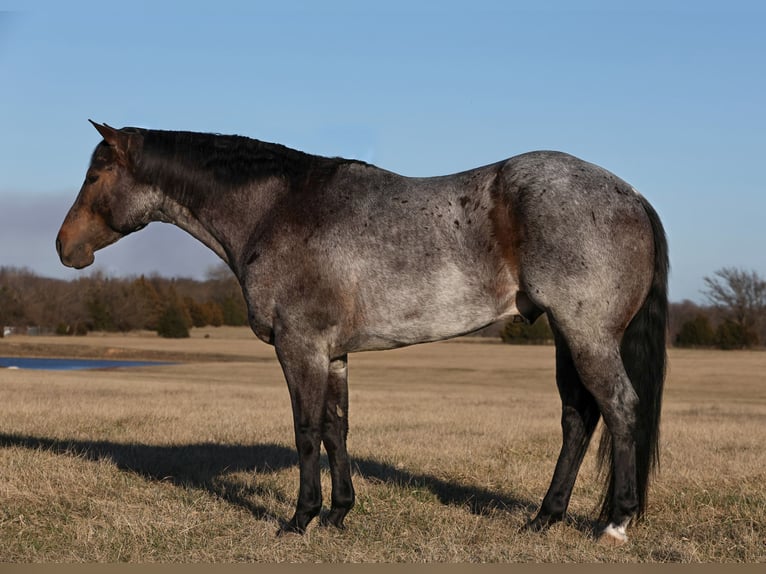Quarter horse américain Hongre 5 Ans 152 cm Rouan Bleu in Buffalo