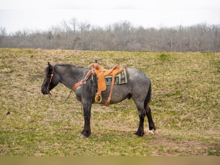Quarter horse américain Hongre 5 Ans 152 cm Rouan Bleu in Middletown OH