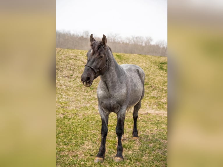 Quarter horse américain Hongre 5 Ans 152 cm Rouan Bleu in Middletown OH
