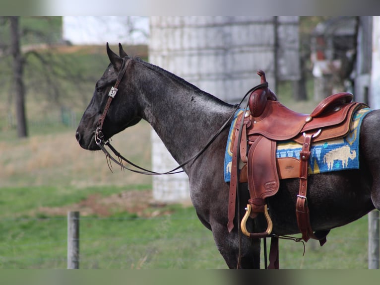 Quarter horse américain Hongre 5 Ans 152 cm Rouan Bleu in Sonora KY