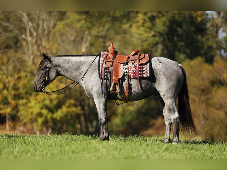 Quarter horse américain Croisé Hongre 5 Ans 152 cm Rouan Bleu in Millersburg, oh