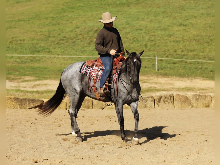 Quarter horse américain Croisé Hongre 5 Ans 152 cm Rouan Bleu in Millersburg, oh