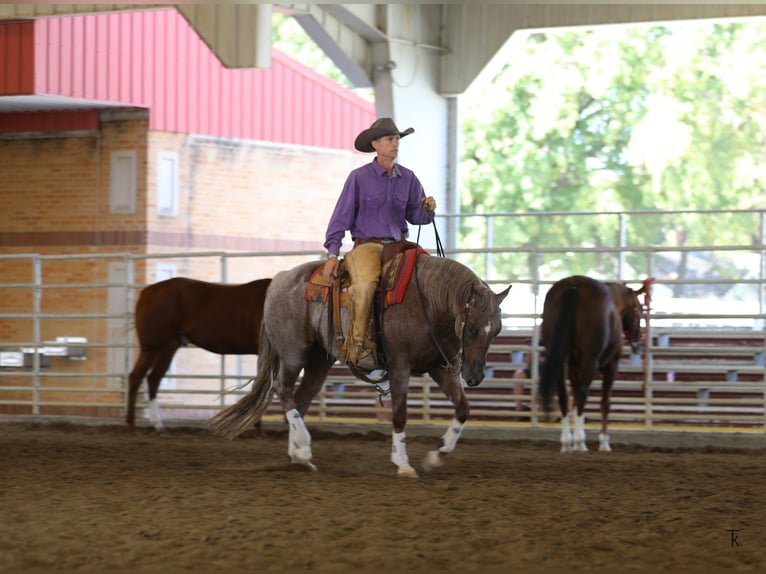Quarter horse américain Hongre 5 Ans 152 cm Rouan Rouge in Bellevue