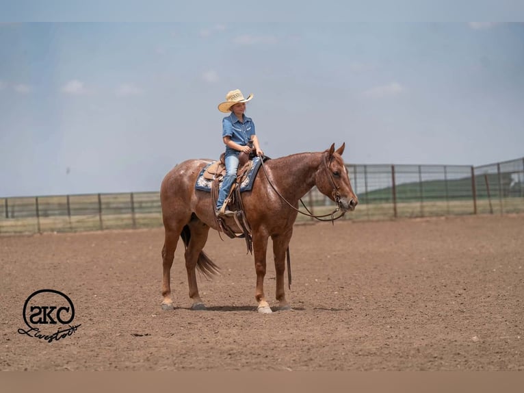 Quarter horse américain Hongre 5 Ans 152 cm Rouan Rouge in Canyon