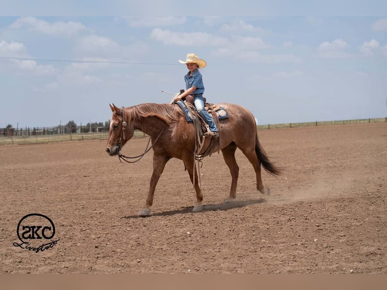 Quarter horse américain Hongre 5 Ans 152 cm Rouan Rouge in Canyon
