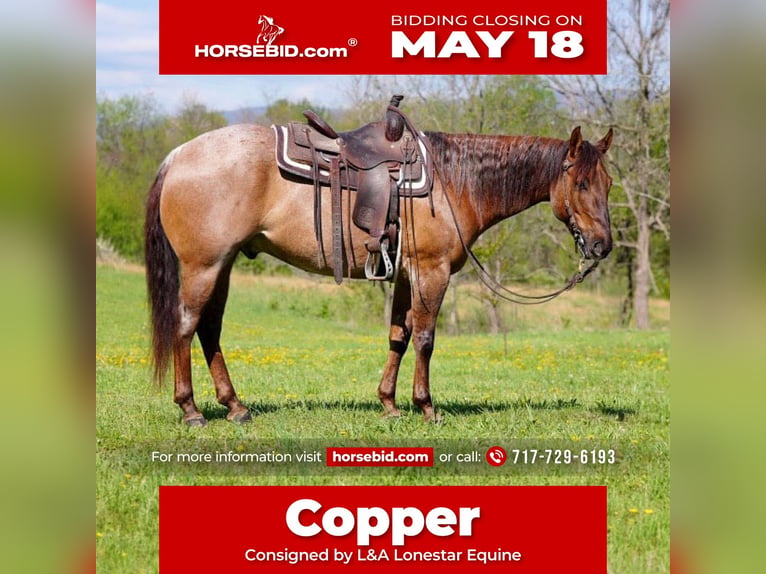 Quarter horse américain Hongre 5 Ans 152 cm Rouan Rouge in Needmore