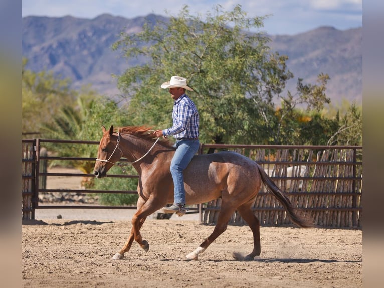 Quarter horse américain Hongre 5 Ans 152 cm Rouan Rouge in Congress