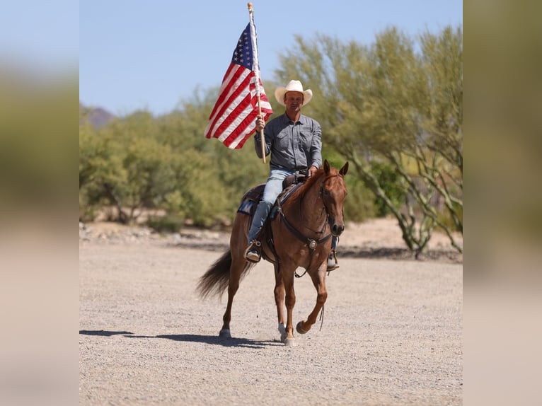 Quarter horse américain Hongre 5 Ans 152 cm Rouan Rouge in Congress