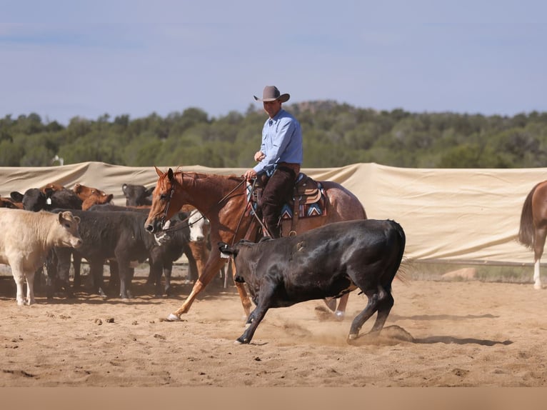 Quarter horse américain Hongre 5 Ans 152 cm Rouan Rouge in Congress