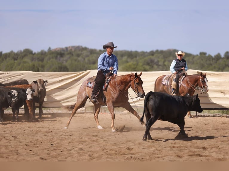 Quarter horse américain Hongre 5 Ans 152 cm Rouan Rouge in Congress