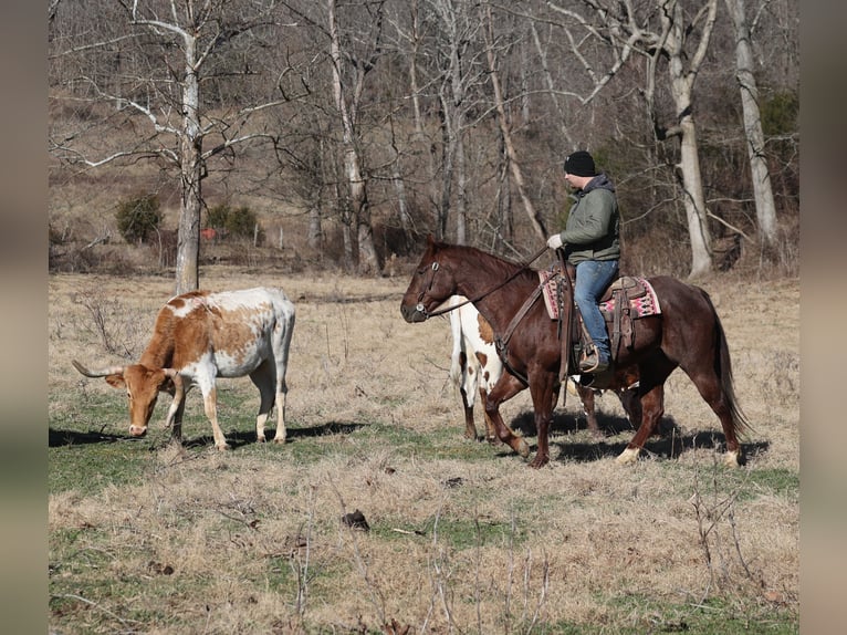 Quarter horse américain Hongre 5 Ans 152 cm Rouan Rouge in Mount Vernon