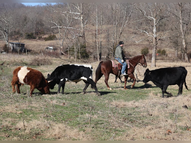 Quarter horse américain Hongre 5 Ans 152 cm Rouan Rouge in Mount Vernon