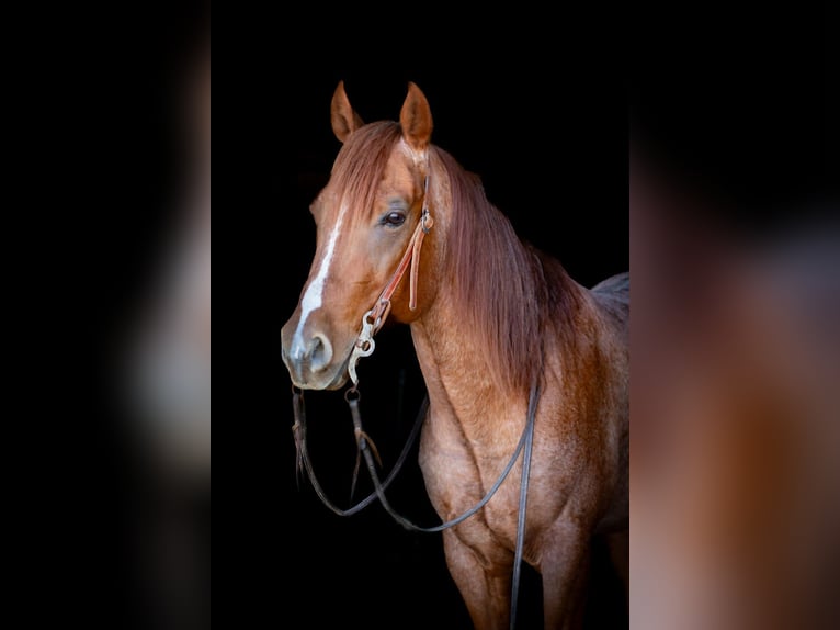 Quarter horse américain Hongre 5 Ans 152 cm Rouan Rouge in Palmer