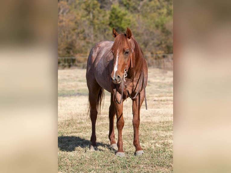 Quarter horse américain Hongre 5 Ans 152 cm Rouan Rouge in Palmer