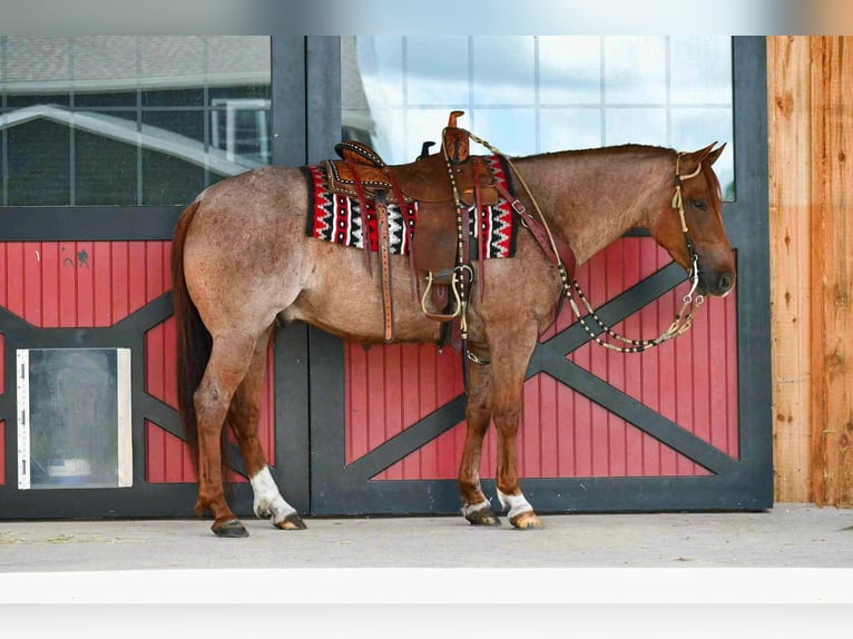Quarter horse américain Hongre 5 Ans 152 cm Rouan Rouge in Rebersburg