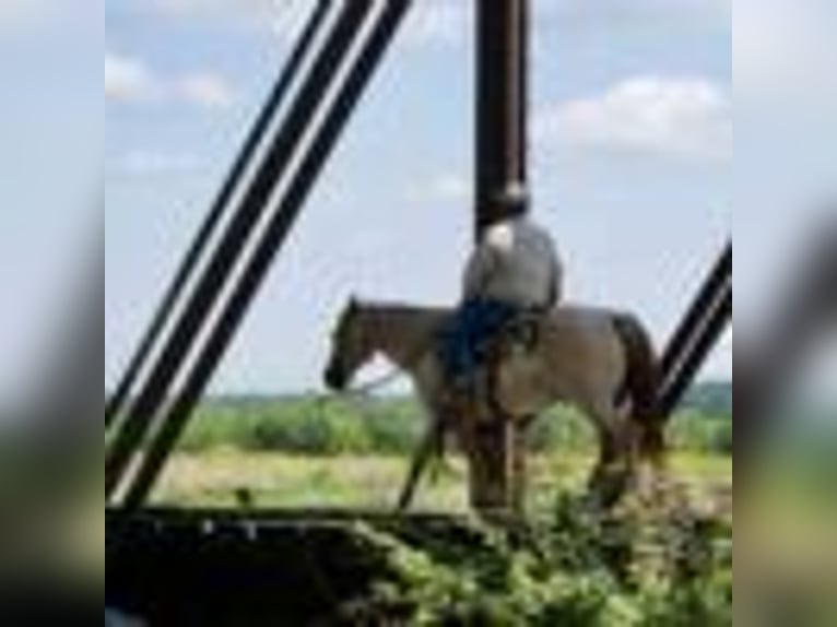Quarter horse américain Hongre 5 Ans 152 cm Rouan Rouge in Carrolton, MO