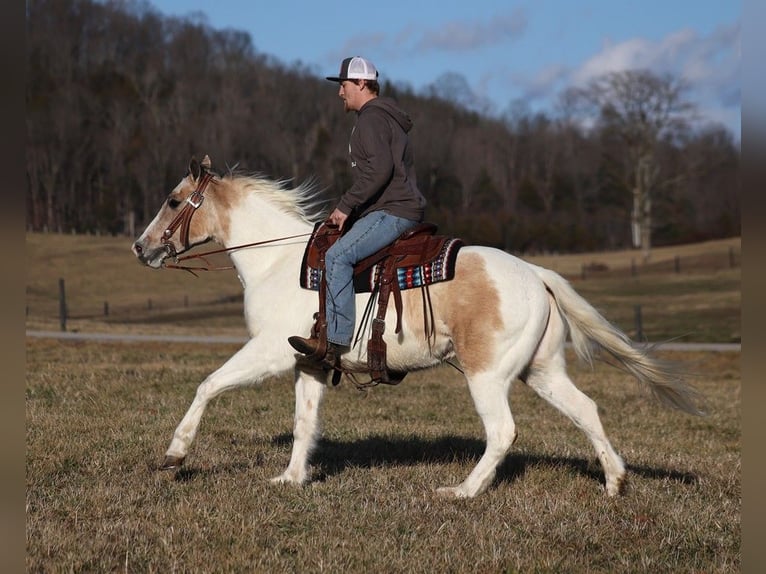 Quarter horse américain Hongre 5 Ans 152 cm Tobiano-toutes couleurs in Whitley City Ky